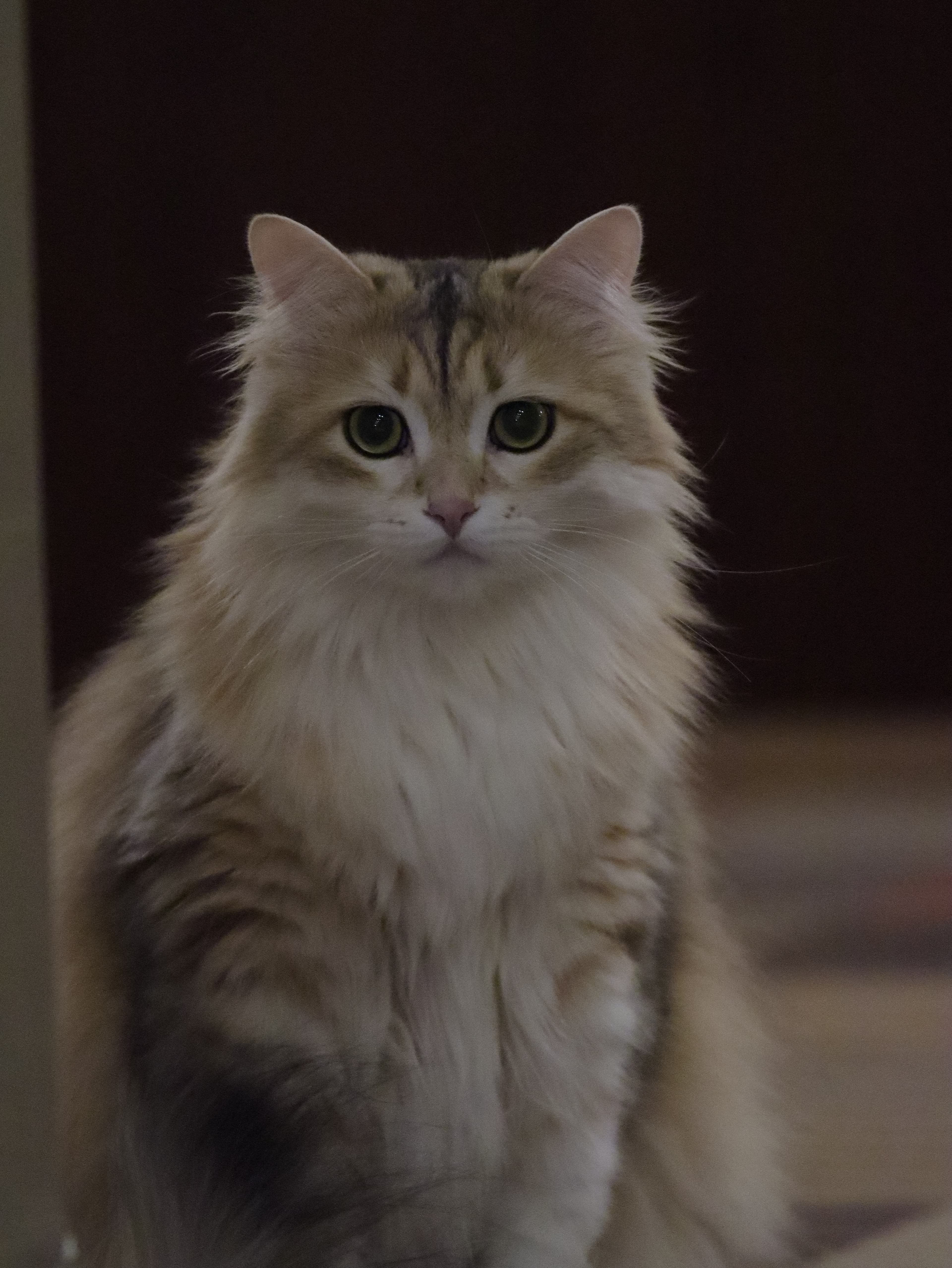 Close-up portrait of a fluffy cat