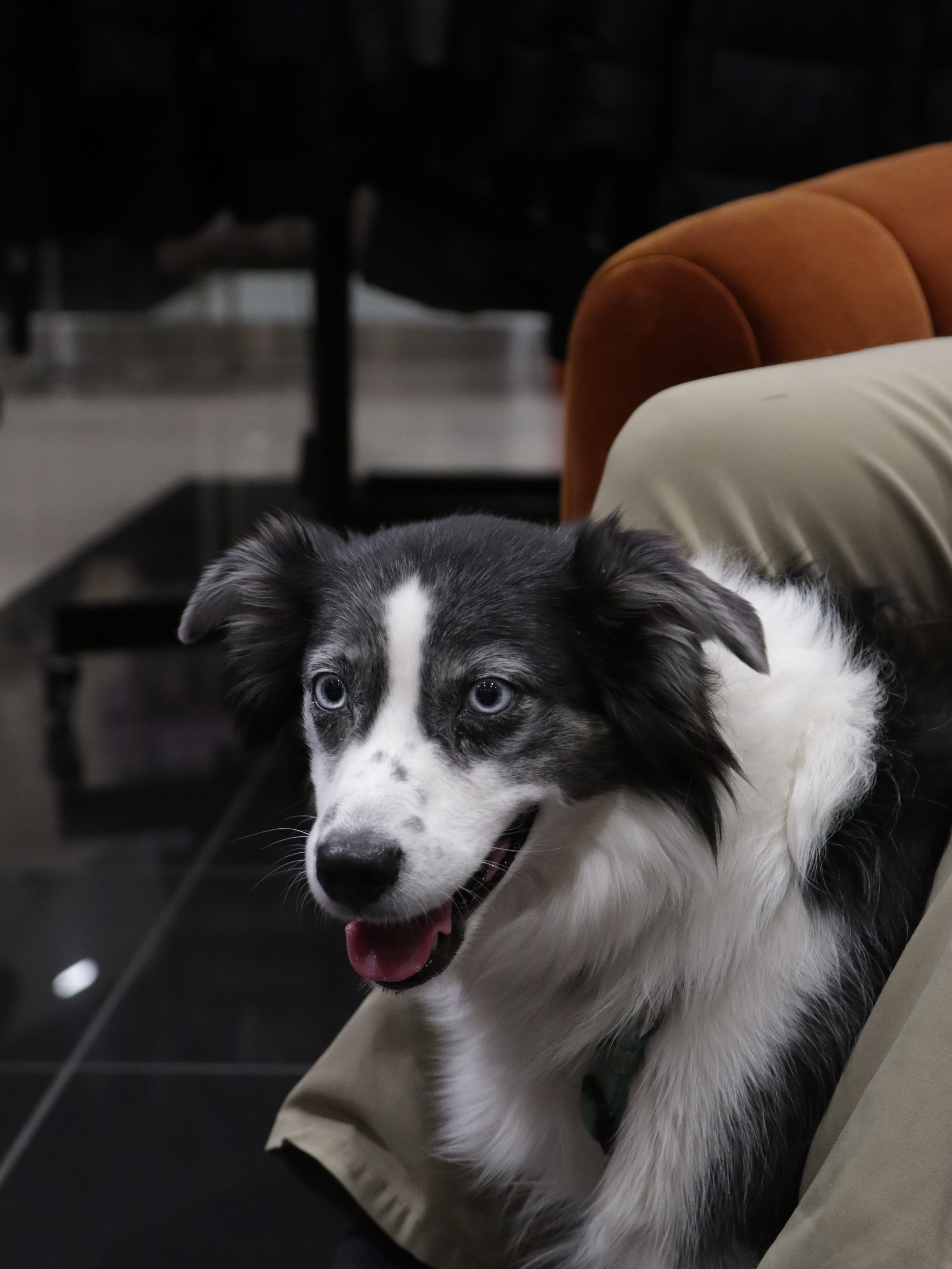 Black and white border collie puppy